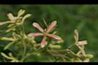 麻楝-花06.JPG