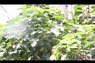 麻瘋樹-實03.jpg
