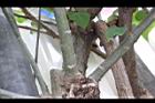 麻瘋樹-枝00.jpg