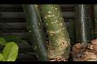 麻瘋樹-枝03.JPG