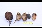 麻瘋樹-種實05.jpg
