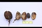麻瘋樹-種實06.jpg