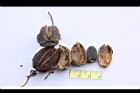 麻瘋樹-種實08.jpg