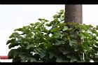 麻瘋樹-葉03.JPG