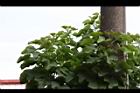 麻瘋樹-葉04.JPG