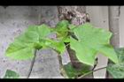 麻瘋樹-葉12.jpg