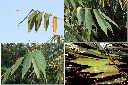 麻竹-葉1.jpg