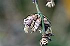 麻竹-花05.jpg
