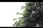 麻竹-葉15.jpg