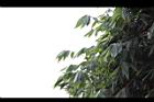 麻竹-葉16.jpg