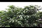 麻竹-葉17.jpg