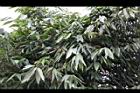 麻竹-葉18.jpg