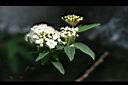 麻葉繡球-花.jpg