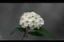 麻葉繡球-花07.jpg