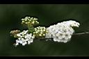麻葉繡球-花08.jpg