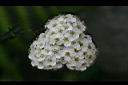 麻葉繡球-花11.jpg