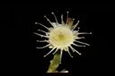 黃土樹-花15.JPG