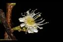 黃土樹-花19.JPG