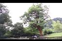 黃土樹09.JPG