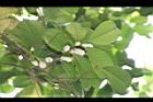 黃土樹-花序00.JPG