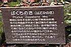 黃土樹-解說0