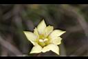 黃斑龍膽-花03.JPG