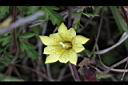 黃斑龍膽-花06.JPG