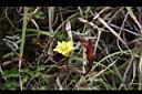黃斑龍膽-花實1.JPG