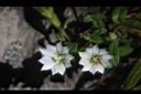 黃斑龍膽-花01.JPG