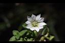 黃斑龍膽-花14.JPG