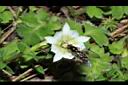 黃斑龍膽-花19.JPG