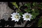 黃斑龍膽-花03.JPG