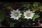黃斑龍膽-花04.JPG
