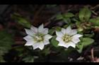 黃斑龍膽-花05.JPG