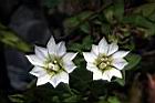 黃斑龍膽-花06.JPG
