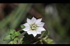 黃斑龍膽-花10.JPG