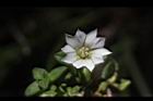黃斑龍膽-花13.JPG
