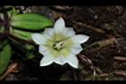 黃斑龍膽-花22.JPG