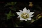 黃斑龍膽-花29.JPG