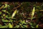 黃斑龍膽-花苞05.JPG