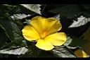 黃時鐘花-花05.JPG