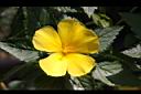 黃時鐘花-花06.JPG