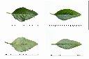 黃時鐘花-葉1.jpg