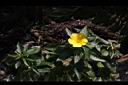 黃時鐘花02.JPG