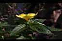 黃時鐘花03.JPG