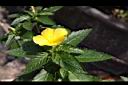 黃時鐘花06.JPG
