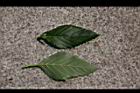 黃時鐘花-葉07.JPG