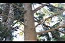 黃枝油杉-莖01.JPG