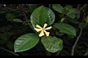山黃梔-花01.JPG