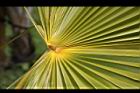 黃棕櫚-葉26.JPG